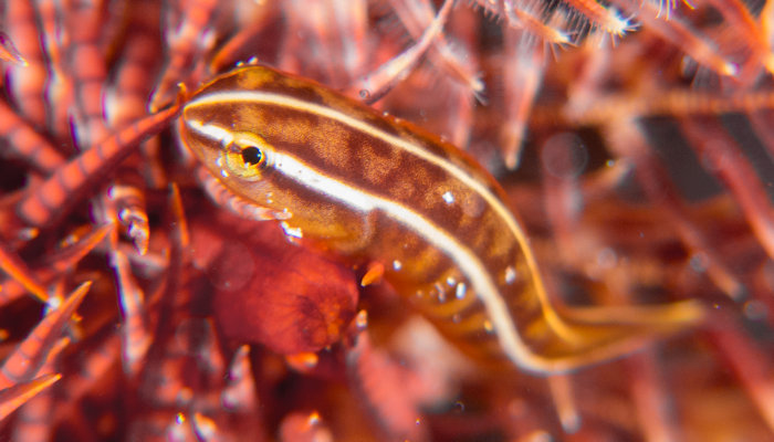 Double Striped Clingfish